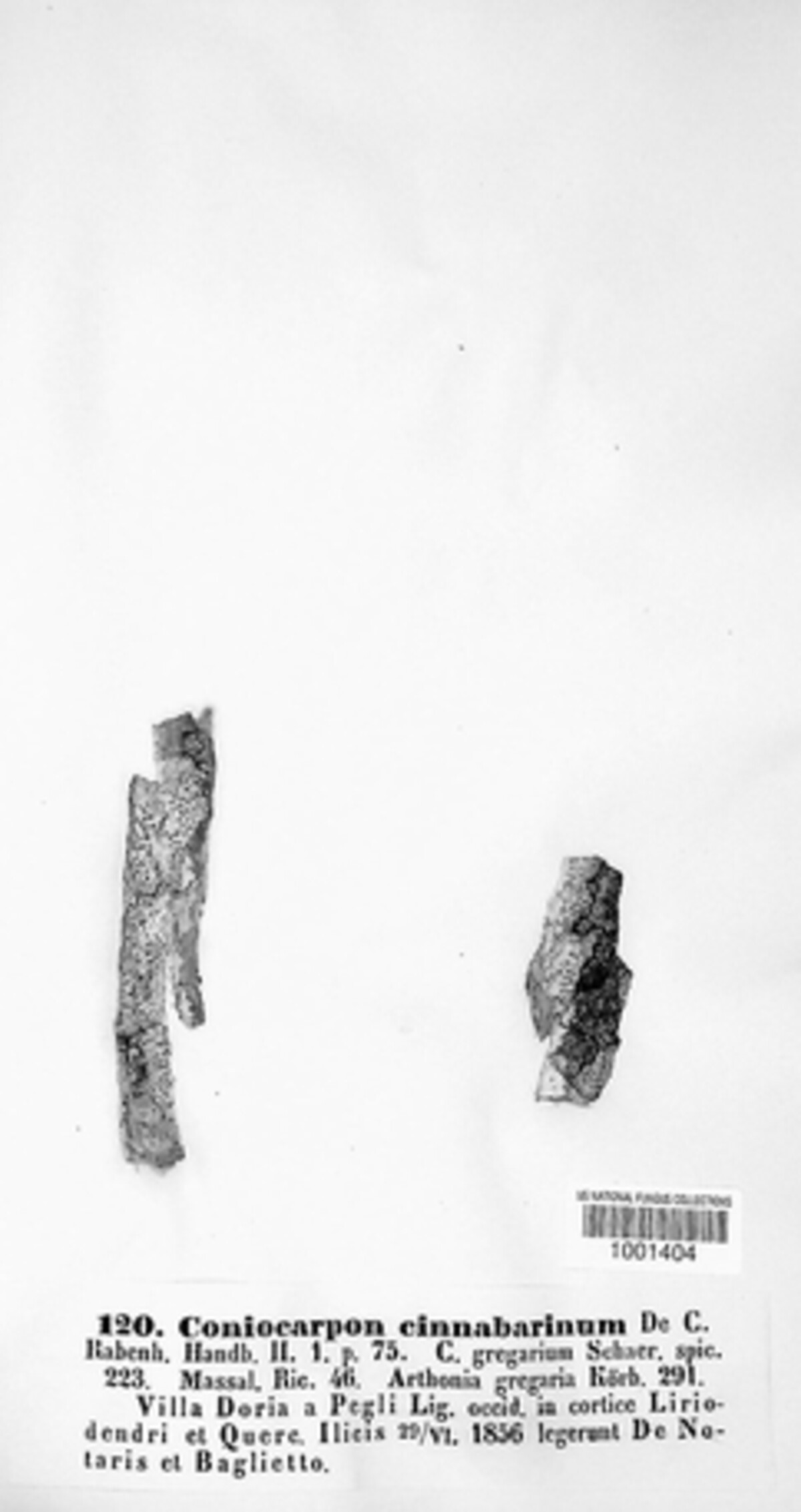 Coniocarpon cinnabarinum image